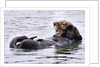 Southern Sea Otter floats with paws out of the water by Anonymous