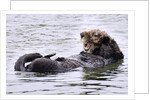 Southern Sea Otter floats with paws out of the water by Anonymous