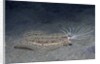 Cockatoo Flounder with spread dorsal ray fins by Anonymous