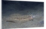 Cockatoo Flounder with spread dorsal ray fins by Anonymous