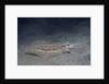 Cockatoo Flounder with spread dorsal ray fins by Anonymous