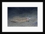 Cockatoo Flounder with spread dorsal ray fins by Anonymous