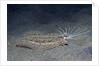 Cockatoo Flounder with spread dorsal ray fins by Anonymous