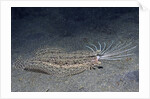 Cockatoo Flounder with spread dorsal ray fins by Anonymous