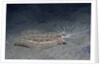 Cockatoo Flounder with spread dorsal ray fins by Anonymous