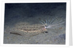 Cockatoo Flounder with spread dorsal ray fins by Anonymous