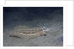 Cockatoo Flounder with spread dorsal ray fins by Anonymous