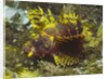 Shortfin Lionfin yellow varation by Anonymous