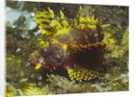 Shortfin Lionfin yellow varation by Anonymous