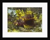 Shortfin Lionfin yellow varation by Anonymous