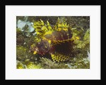 Shortfin Lionfin yellow varation by Anonymous
