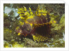 Shortfin Lionfin yellow varation by Anonymous