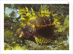 Shortfin Lionfin yellow varation by Anonymous