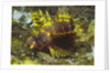 Shortfin Lionfin yellow varation by Anonymous