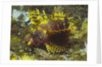 Shortfin Lionfin yellow varation by Anonymous