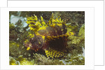 Shortfin Lionfin yellow varation by Anonymous