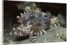 False Scorpionfish by Anonymous