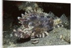 False Scorpionfish by Anonymous