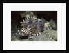 False Scorpionfish by Anonymous