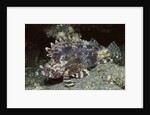 False Scorpionfish by Anonymous