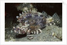 False Scorpionfish by Anonymous