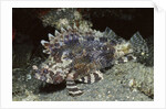 False Scorpionfish by Anonymous