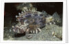 False Scorpionfish by Anonymous