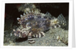 False Scorpionfish by Anonymous