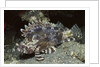 False Scorpionfish by Anonymous