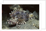 False Scorpionfish by Anonymous
