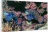 Mandarinfish male and female by Anonymous