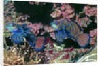 Mandarinfish male and female by Anonymous