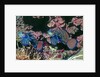 Mandarinfish male and female by Anonymous