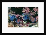 Mandarinfish male and female by Anonymous