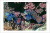 Mandarinfish male and female by Anonymous