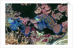 Mandarinfish male and female by Anonymous