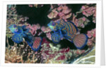 Mandarinfish male and female by Anonymous