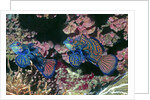 Mandarinfish male and female by Anonymous