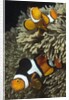 Pair of Clown Anemonefish in Sea Anemone by Anonymous