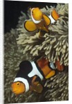 Pair of Clown Anemonefish in Sea Anemone by Anonymous