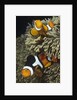 Pair of Clown Anemonefish in Sea Anemone by Anonymous