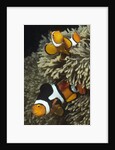 Pair of Clown Anemonefish in Sea Anemone by Anonymous