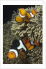 Pair of Clown Anemonefish in Sea Anemone by Anonymous