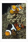 Pair of Clown Anemonefish in Sea Anemone by Anonymous