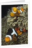 Pair of Clown Anemonefish in Sea Anemone by Anonymous