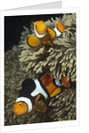 Pair of Clown Anemonefish in Sea Anemone by Anonymous
