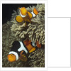 Pair of Clown Anemonefish in Sea Anemone by Anonymous