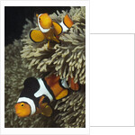 Pair of Clown Anemonefish in Sea Anemone by Anonymous
