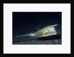 Longhorn Cowfish by Anonymous