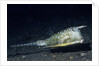 Longhorn Cowfish by Anonymous